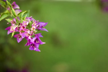 Çiçekli begonviller arka planda. Çiçek arkaplanı olarak parlak pembe bir bougainvillea çiçeği. Bougainvillea çiçek dokusu ve geçmişi. Çiçekli Bougainvillea ağacının yakın görüntüsü