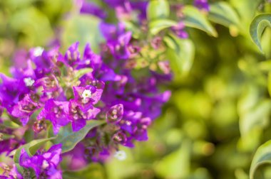 Çiçekli begonviller arka planda. Çiçek arkaplanı olarak parlak pembe bir bougainvillea çiçeği. Bougainvillea çiçek dokusu ve geçmişi. Çiçekli Bougainvillea ağacının yakın görüntüsü