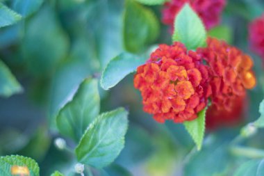 Çiçekli begonviller arka planda. Çiçek arkaplanı olarak parlak pembe bir bougainvillea çiçeği. Bougainvillea çiçek dokusu ve geçmişi. Çiçekli Bougainvillea ağacının yakın görüntüsü