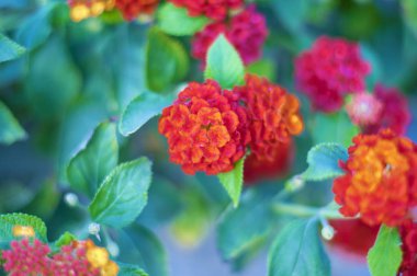 Çiçekli begonviller arka planda. Çiçek arkaplanı olarak parlak pembe bir bougainvillea çiçeği. Bougainvillea çiçek dokusu ve geçmişi. Çiçekli Bougainvillea ağacının yakın görüntüsü