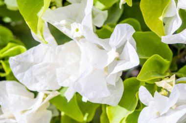 Malva Ebegümecigiller Aile, Aile, bir ortak İngilizce malt malva ile en yakından ilgili cins yıllık, bienal ve çok yıllık otsu bitkilerin bir cinsidir