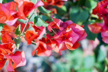 Malva Ebegümecigiller Aile, Aile, bir ortak İngilizce malt malva ile en yakından ilgili cins yıllık, bienal ve çok yıllık otsu bitkilerin bir cinsidir
