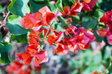 Malva Ebegümecigiller Aile, Aile, bir ortak İngilizce malt malva ile en yakından ilgili cins yıllık, bienal ve çok yıllık otsu bitkilerin bir cinsidir