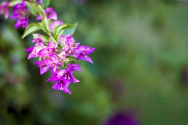Malva Ebegümecigiller Aile, Aile, bir ortak İngilizce malt malva ile en yakından ilgili cins yıllık, bienal ve çok yıllık otsu bitkilerin bir cinsidir