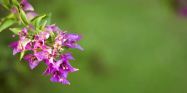 Malva Ebegümecigiller Aile, Aile, bir ortak İngilizce malt malva ile en yakından ilgili cins yıllık, bienal ve çok yıllık otsu bitkilerin bir cinsidir