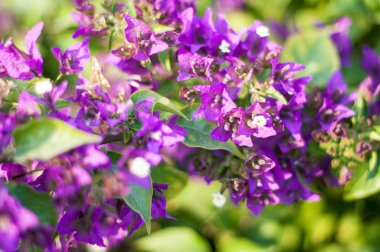 Malva Ebegümecigiller Aile, Aile, bir ortak İngilizce malt malva ile en yakından ilgili cins yıllık, bienal ve çok yıllık otsu bitkilerin bir cinsidir