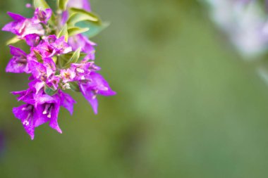 Malva Ebegümecigiller Aile, Aile, bir ortak İngilizce malt malva ile en yakından ilgili cins yıllık, bienal ve çok yıllık otsu bitkilerin bir cinsidir
