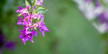 Malva Ebegümecigiller Aile, Aile, bir ortak İngilizce malt malva ile en yakından ilgili cins yıllık, bienal ve çok yıllık otsu bitkilerin bir cinsidir