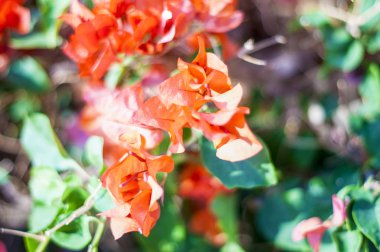 Malva Ebegümecigiller Aile, Aile, bir ortak İngilizce malt malva ile en yakından ilgili cins yıllık, bienal ve çok yıllık otsu bitkilerin bir cinsidir