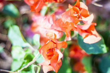 Malva Ebegümecigiller Aile, Aile, bir ortak İngilizce malt malva ile en yakından ilgili cins yıllık, bienal ve çok yıllık otsu bitkilerin bir cinsidir