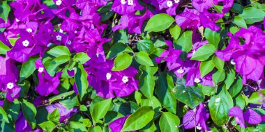 Malva Ebegümecigiller Aile, Aile, bir ortak İngilizce malt malva ile en yakından ilgili cins yıllık, bienal ve çok yıllık otsu bitkilerin bir cinsidir