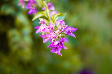 Malva Ebegümecigiller Aile, Aile, bir ortak İngilizce malt malva ile en yakından ilgili cins yıllık, bienal ve çok yıllık otsu bitkilerin bir cinsidir