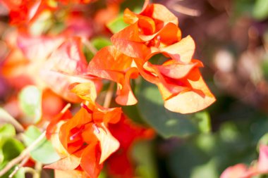 Malva Ebegümecigiller Aile, Aile, bir ortak İngilizce malt malva ile en yakından ilgili cins yıllık, bienal ve çok yıllık otsu bitkilerin bir cinsidir