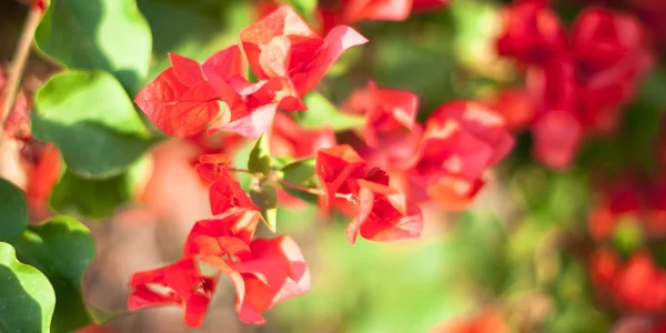 Çiçekli Begonviller Arka Planda Çiçek Arkaplanı Olarak Parlak Pembe Bir — Stok fotoğraf