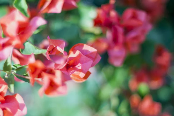 Квітучий Фон Квітів Бугенвільї Яскраво Рожеві Квіти Пурпурного Бугенвілля Квітковий — стокове фото