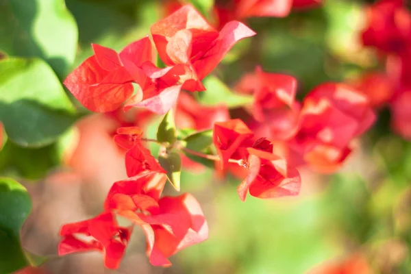 Egyik Neme Lágyszárú Éves Kétéves Évelő Növények Mályvafélék Malvaceae Család — Stock Fotó