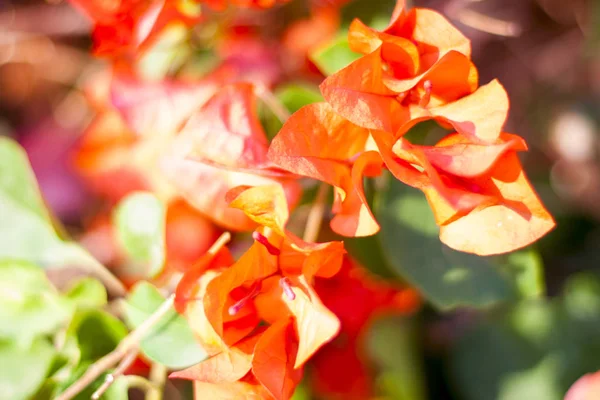 Egyik Neme Lágyszárú Éves Kétéves Évelő Növények Mályvafélék Malvaceae Család — Stock Fotó