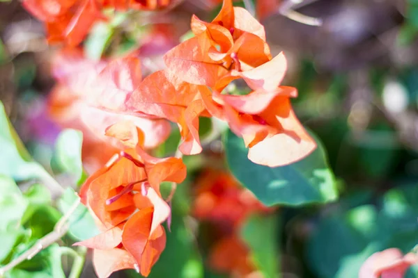 Мальва Рід Трав Яні Щорічний Дворічної Багаторічні Рослини Сімейства Мальвові — стокове фото
