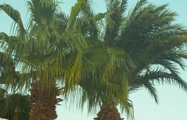 Palmiye ağaçlarının düşük açı görünümünün Retro görüntüsü.