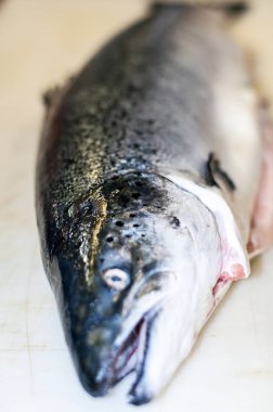 Somon Balık beyaz gölge olmadan izole