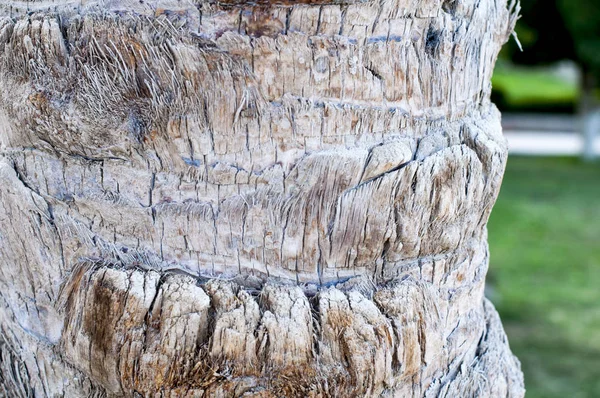 Nahaufnahme Der Rinde Einer Palme — Stockfoto