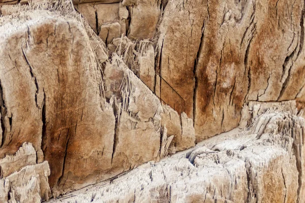 Nahaufnahme Der Rinde Einer Palme — Stockfoto