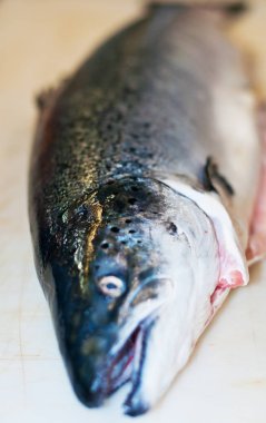 Beyaz arka plan üzerinde izole somon Başkanı