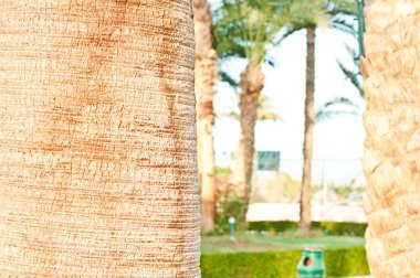 bir palmiye ağacının kabuğu yakın çekim