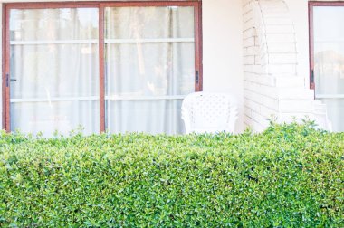 Bahar yeşil ağaç yaprakları