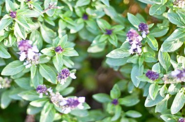 Sarı çiçekler çoğunlukla dağ yağmurlu ve kış sezon arasında özel olarak bulundu.