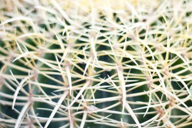 çöl, kaktüs kaya, kaktüs doğa yeşil arka plan, kaktüs ağacında kaktüs