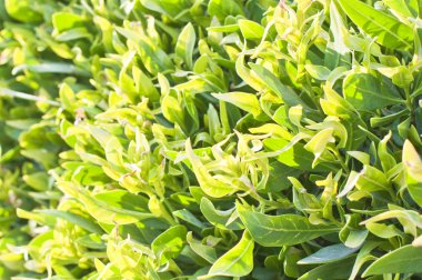 Bahar yeşil ağaç yaprakları