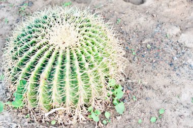 çöl, kaktüs kaya, kaktüs doğa yeşil arka plan, kaktüs ağacında kaktüs