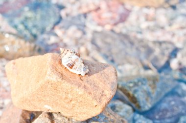 Tatil Yalnızcıl Yengeç ile mavi deniz gökyüzü arka plan beyaz kum plaj üzerinde