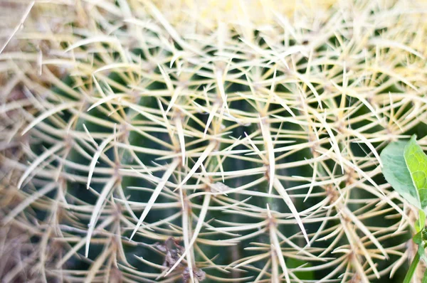 Cacto Deserto Cacto Rocha Cacto Natureza Verde Fundo Cacto Árvore — Fotografia de Stock