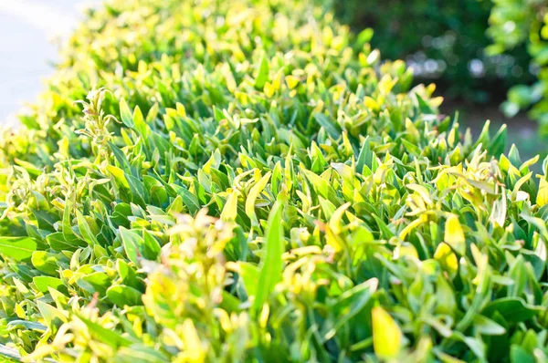 Follaje Verde Del Árbol Primavera —  Fotos de Stock