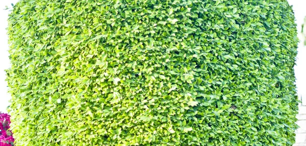 Follaje Verde Del Árbol Primavera —  Fotos de Stock