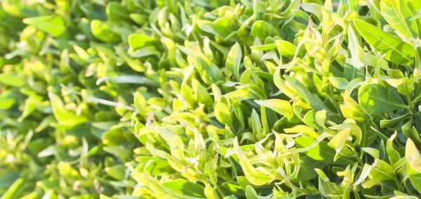 Follaje Verde Del Árbol Primavera —  Fotos de Stock