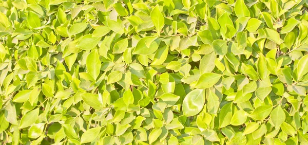 Follaje Verde Del Árbol Primavera —  Fotos de Stock