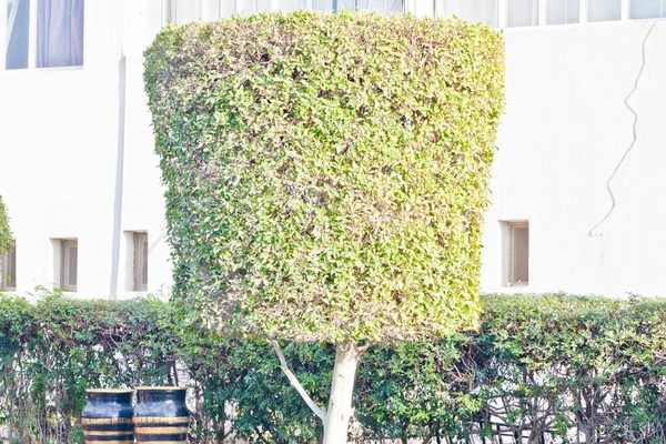 Gröna Träd Bladverk Våren — Stockfoto