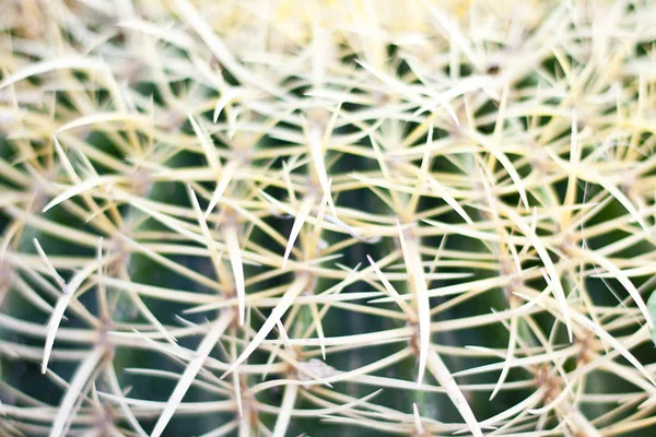 cactus in desert, cactus on rock, cactus Nature green background,cactus tree