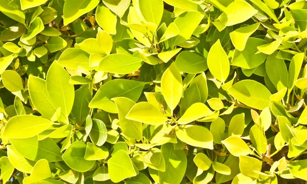 Follaje Verde Del Árbol Primavera —  Fotos de Stock