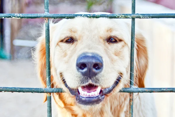 Acest Lucru Face Este Primul Meu Labrador Animal Companie Cușca — Fotografie, imagine de stoc
