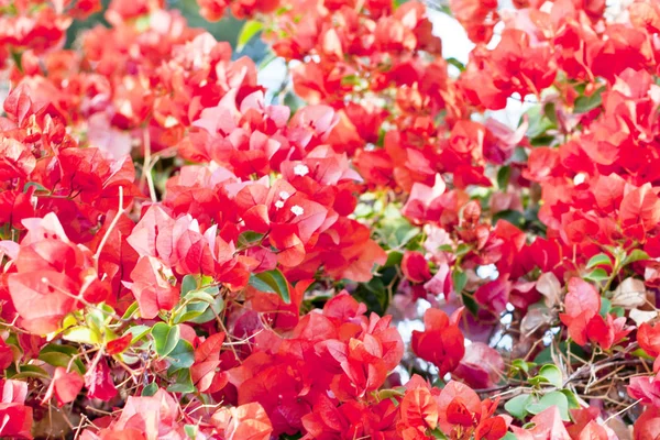 Virágzó Murvafürt Piros Bougainvillea Virágok Közelről — Stock Fotó