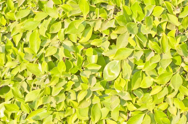 Follaje Verde Del Árbol Primavera —  Fotos de Stock