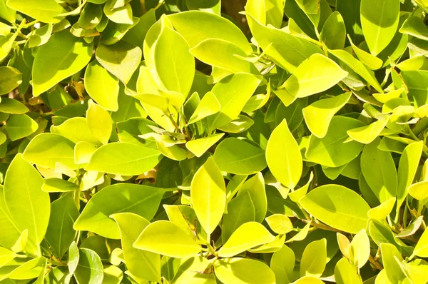 Follaje Verde Del Árbol Primavera —  Fotos de Stock