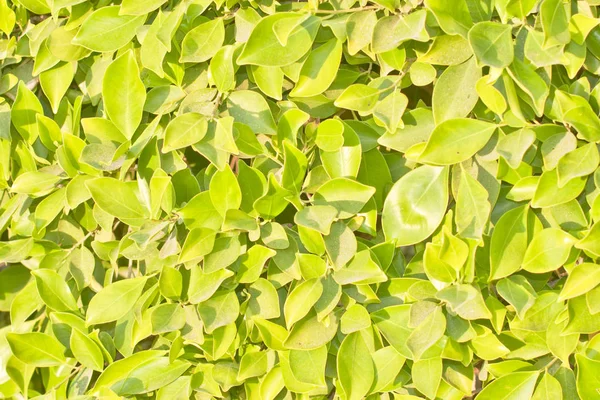 Follaje Verde Del Árbol Primavera —  Fotos de Stock