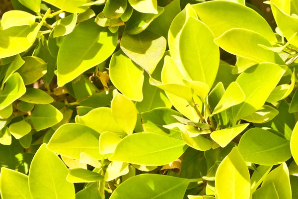 Follaje Verde Del Árbol Primavera —  Fotos de Stock