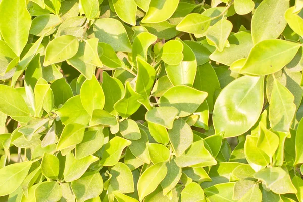 Follaje Verde Del Árbol Primavera —  Fotos de Stock