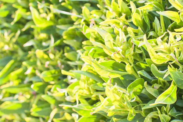 Follaje Verde Del Árbol Primavera —  Fotos de Stock